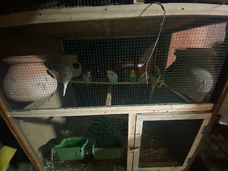 All parrots for sale and exchange 5