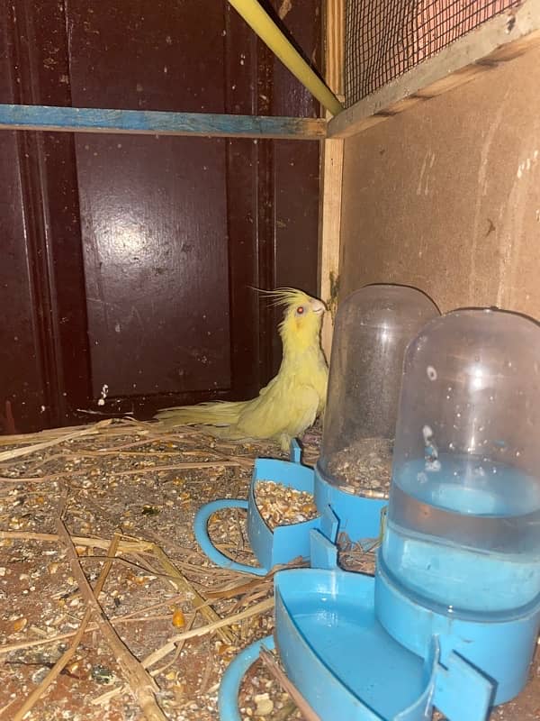 All parrots for sale and exchange 6