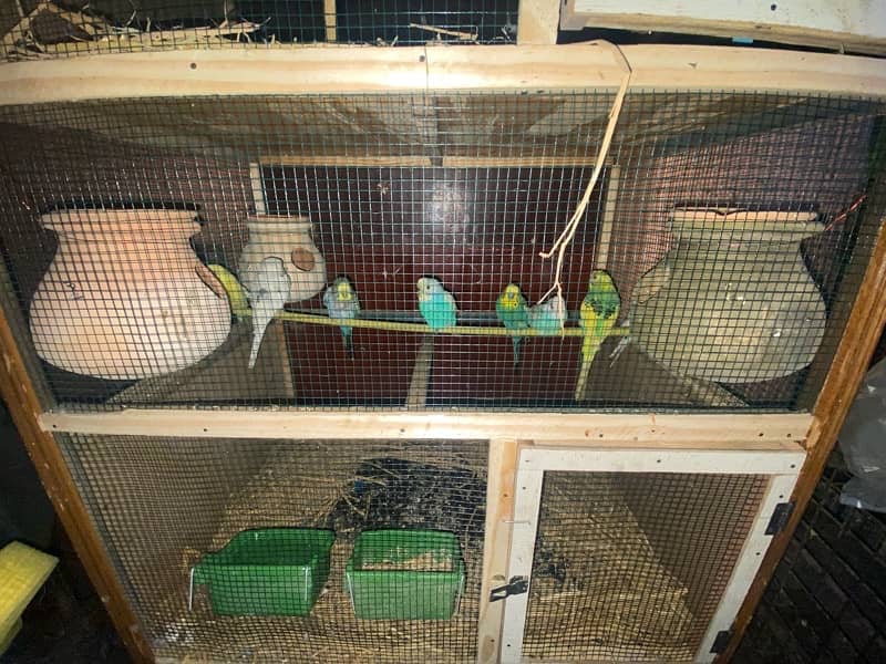 All parrots for sale and exchange 7