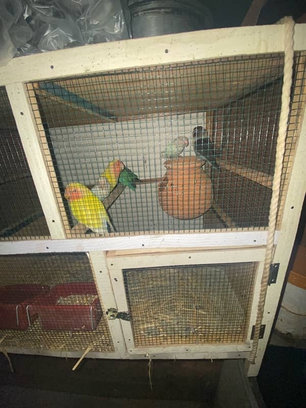 All parrots for sale and exchange 8