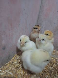 Chicks