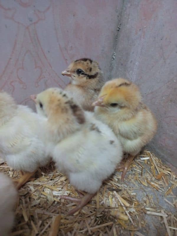 Chicks Mianwali Aseel 3