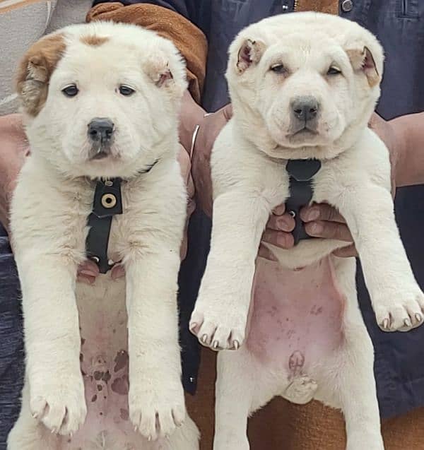 Alabai dog male and female age 2 month for sale 0