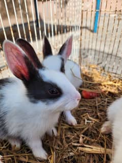 Adorable 2 months old black and white baby Bunnies