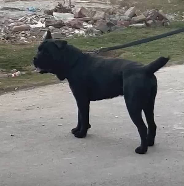 Italian Cane Corso Show Winner dog for sale 5