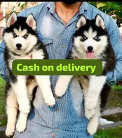 Husky puppies 03361777030