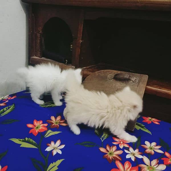 Persian Cats 0