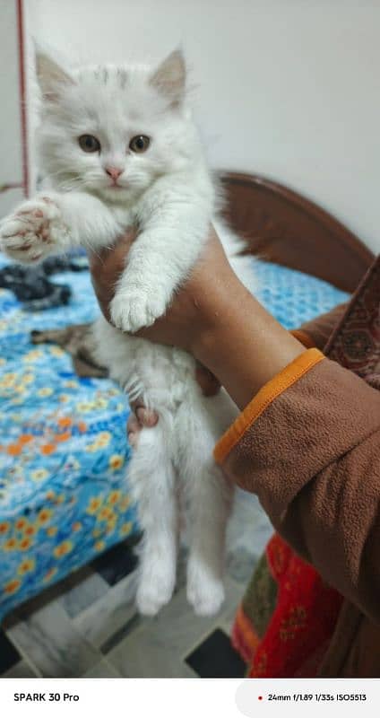 Persian kittens 4 months old triple coat 1