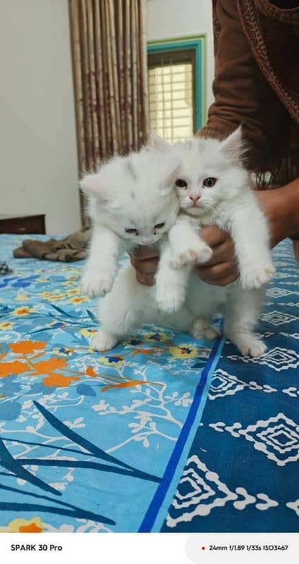 Persian kittens 4 months old triple coat 0