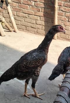 shamo hens pair