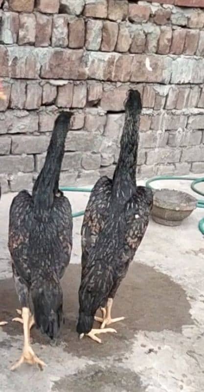 shamo hens pair 1