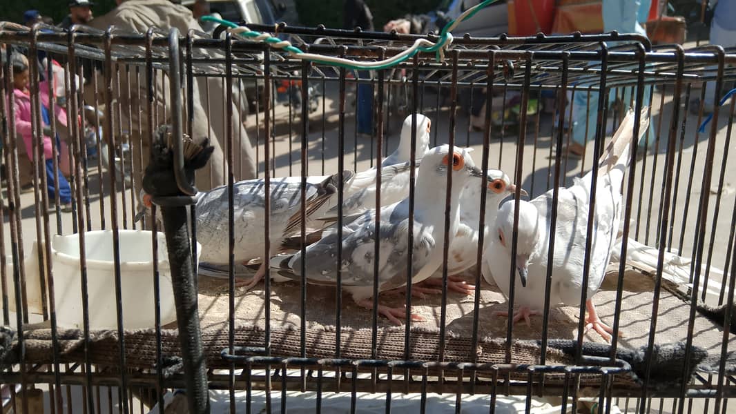 Red pied blue pied 1