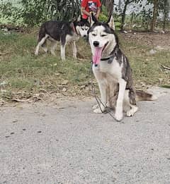 blue eyes siberian husky