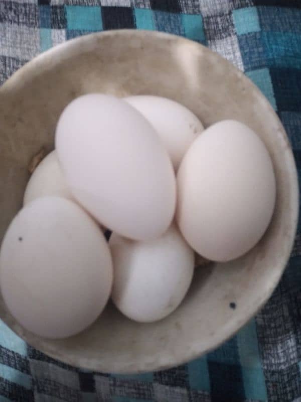 Motled bantam fertile eggs 4