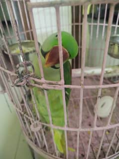 Alexandrine parrot for sale