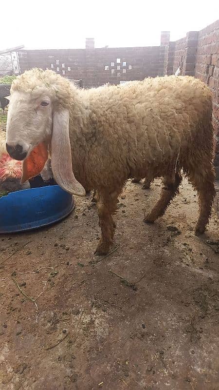 kajli /chatra / bakra | mundra | Breader | بکرا | male Sheep /goat 2