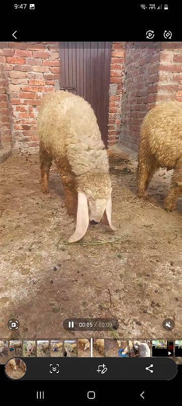 kajli /chatra / bakra | mundra | Breader | بکرا | male Sheep /goat 3