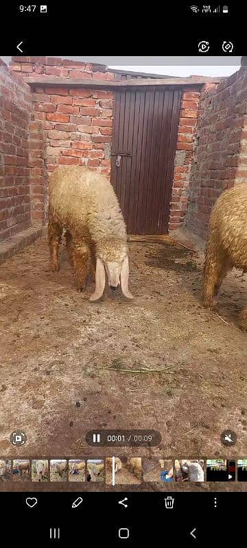 kajli /chatra / bakra | mundra | Breader | بکرا | male Sheep /goat 4