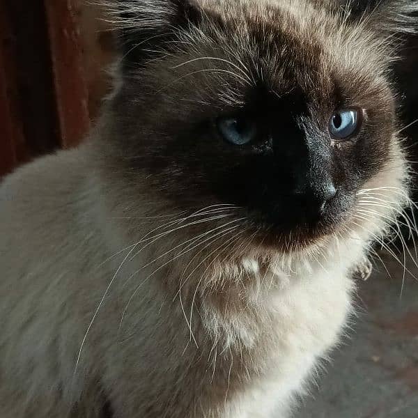 Himalayan male cat 0