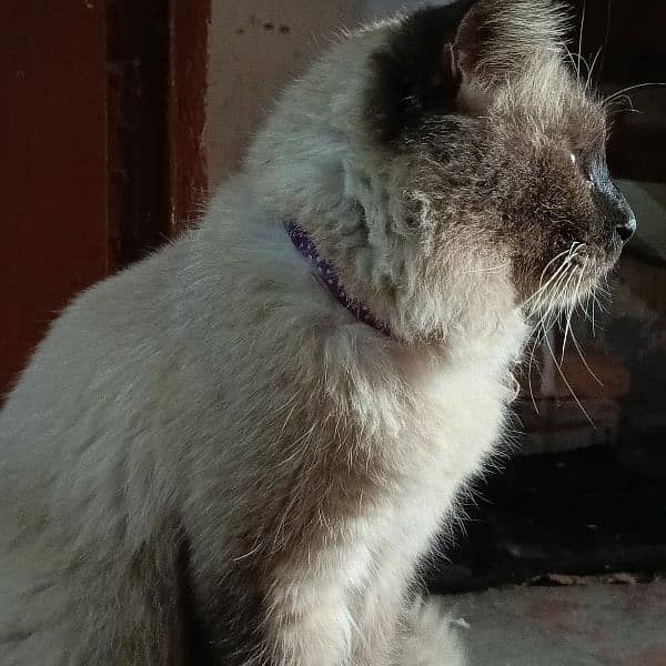 Himalayan male cat 1