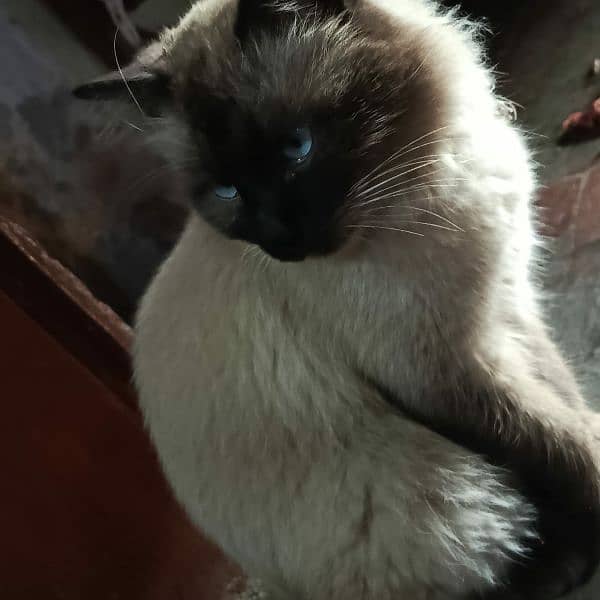 Himalayan male cat 2