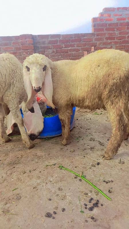 kajli /chatri / bakra | mundra | Breader| chatra | male Sheep /goat 2