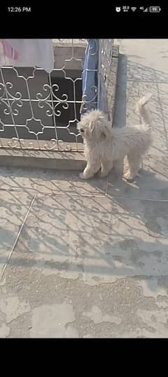 Coco spanic American poodle