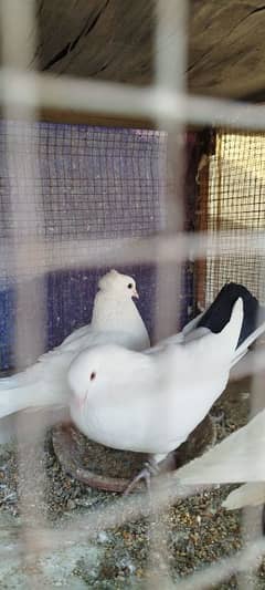 lucky pigeons