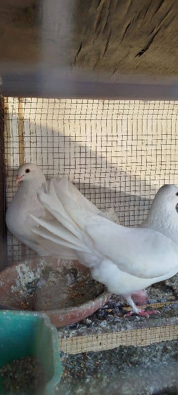 lucky pigeons 2