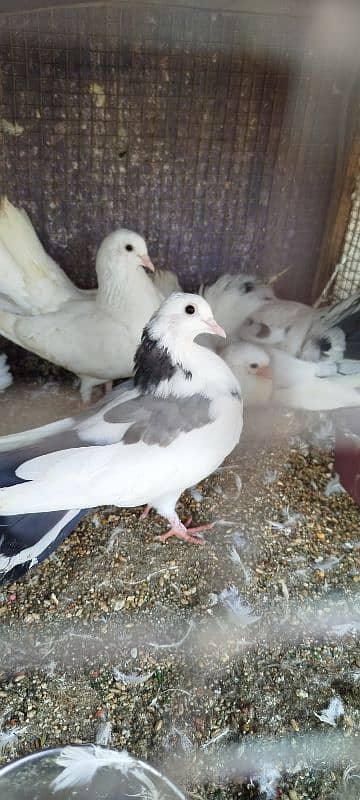 lucky pigeons 8