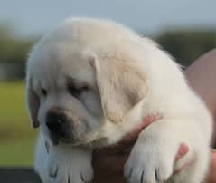 British labrador