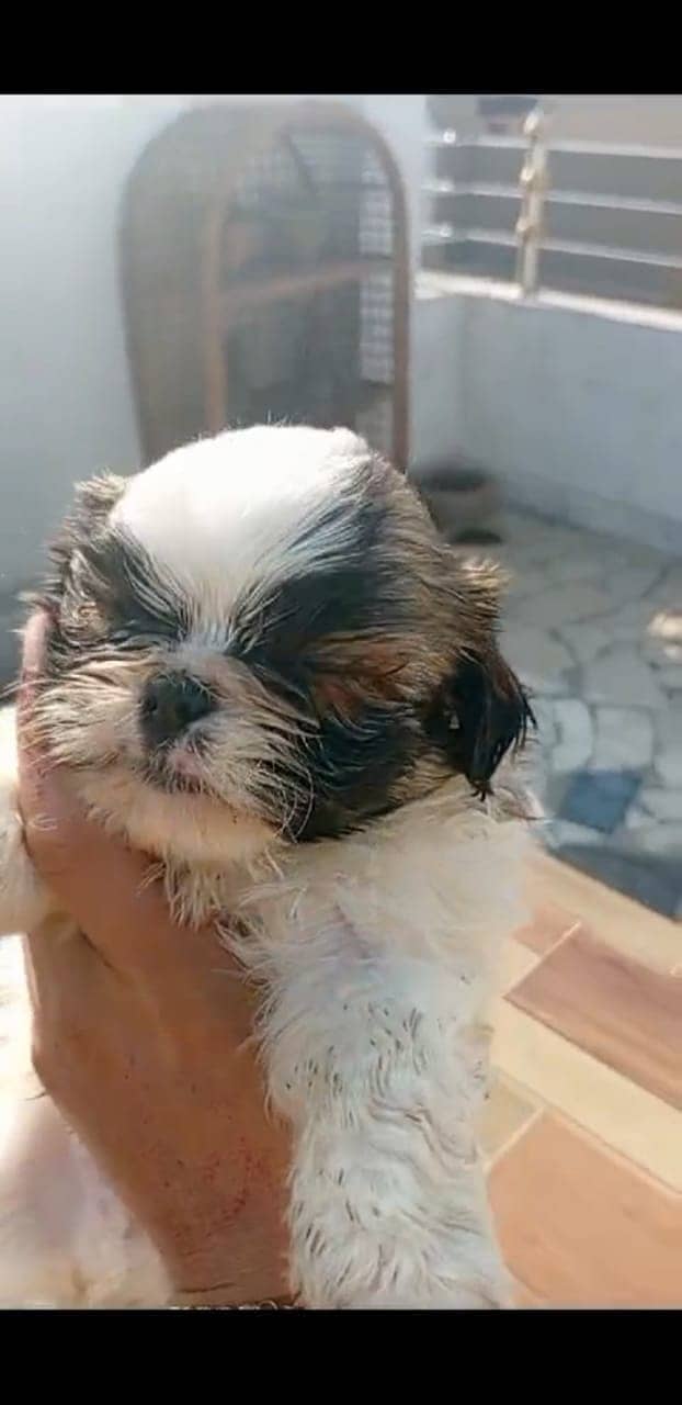 Cute healthy shihtzu puppy two female and one male dogs/puppy /pets 1