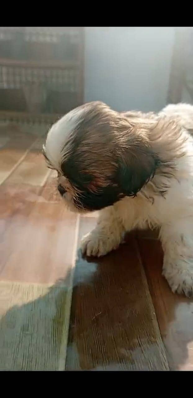 Cute healthy shihtzu puppy two female and one male dogs/puppy /pets 7