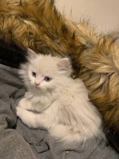 Persian cat