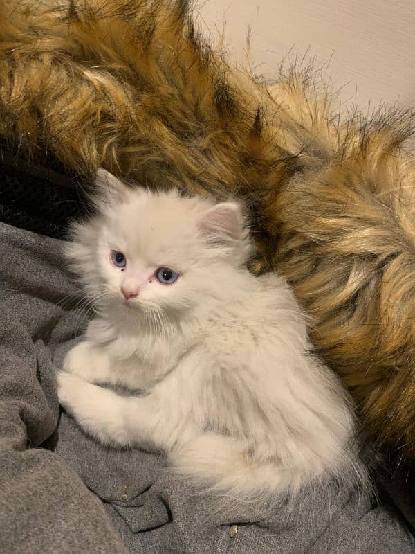 Persian cat 0