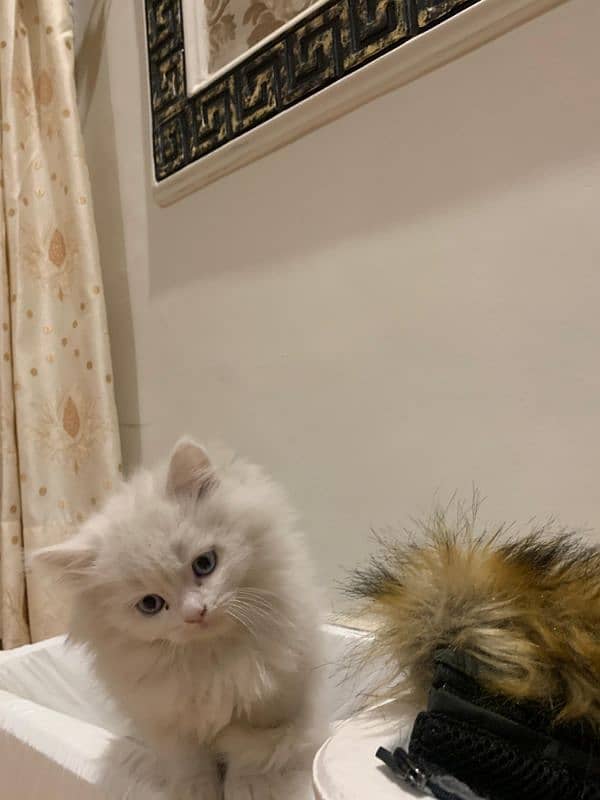 Persian cat 2