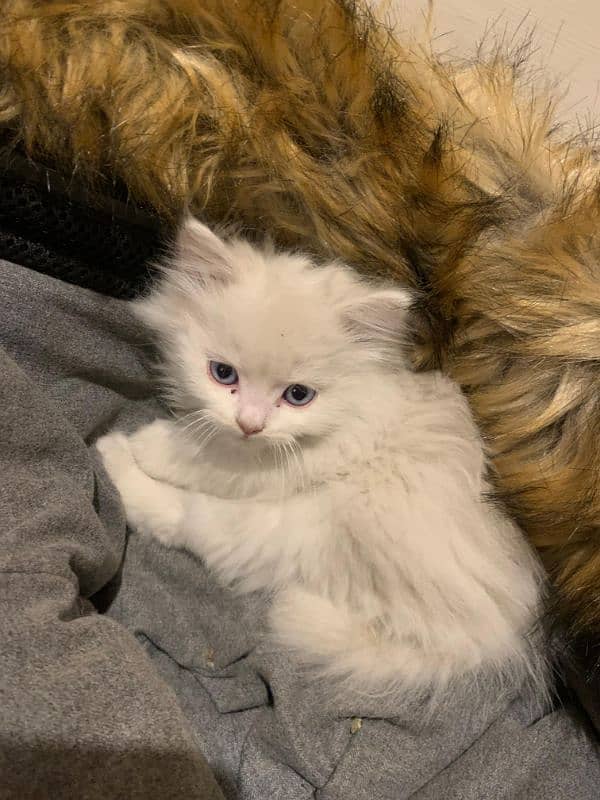 Persian cat 3