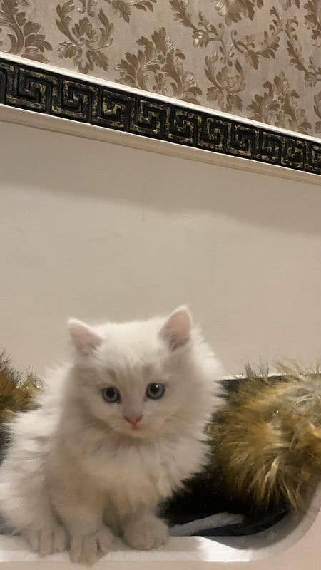 Persian cat 6