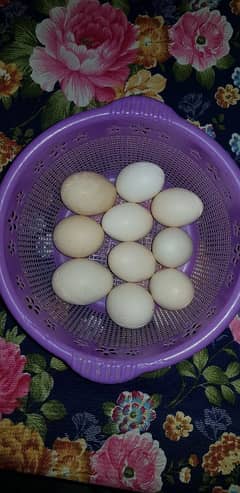 chicken eggs