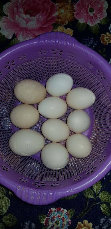 chicken eggs 1