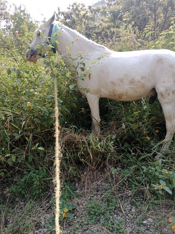 sale for male horse 2