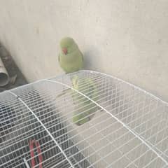 to other parrot male or female for sale