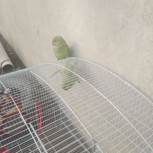 to other parrot male or female for sale 1