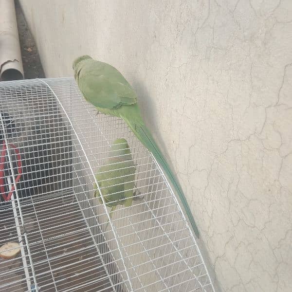 to other parrot male or female for sale 2