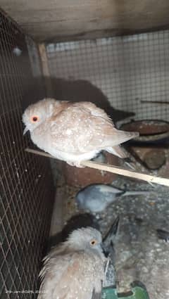 3 pair of breeder doves 100%