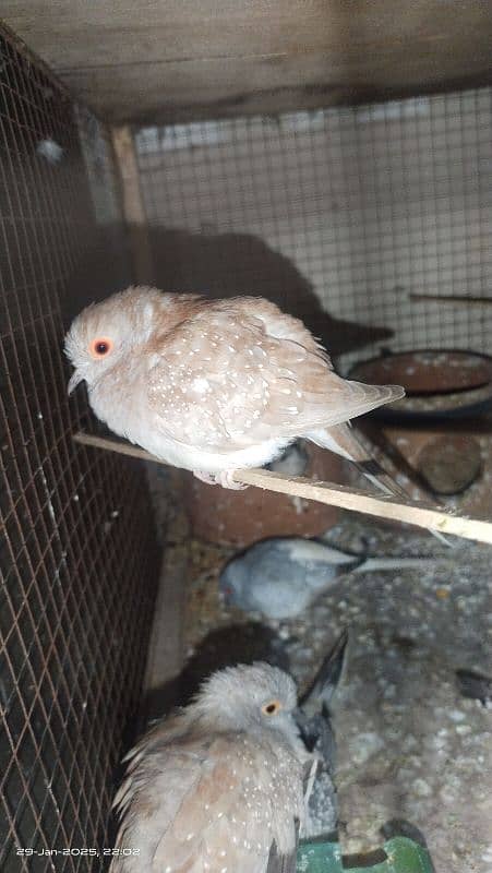 3 pair of breeder doves 100% 0