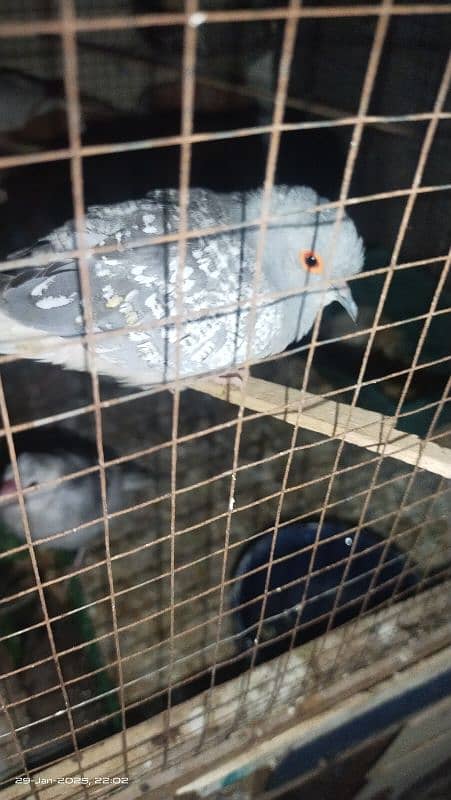 3 pair of breeder doves 100% 3