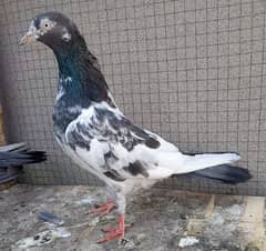 pigeon