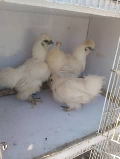 silkie hens  trio set for sale