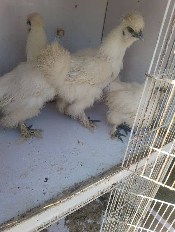 silkie hens  trio set for sale 1